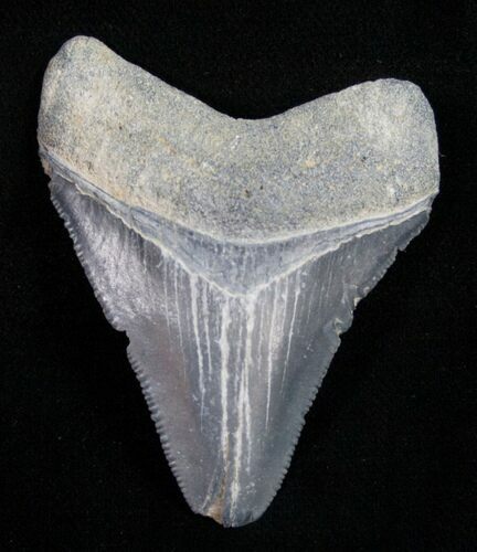 Serrated Bone Valley Megalodon Tooth #10417